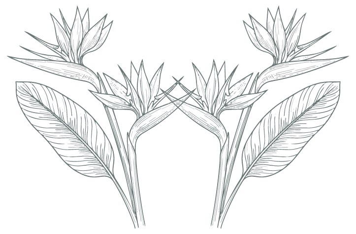 A fine-line illustration of two Birds of Paradise plants with blooming flowers